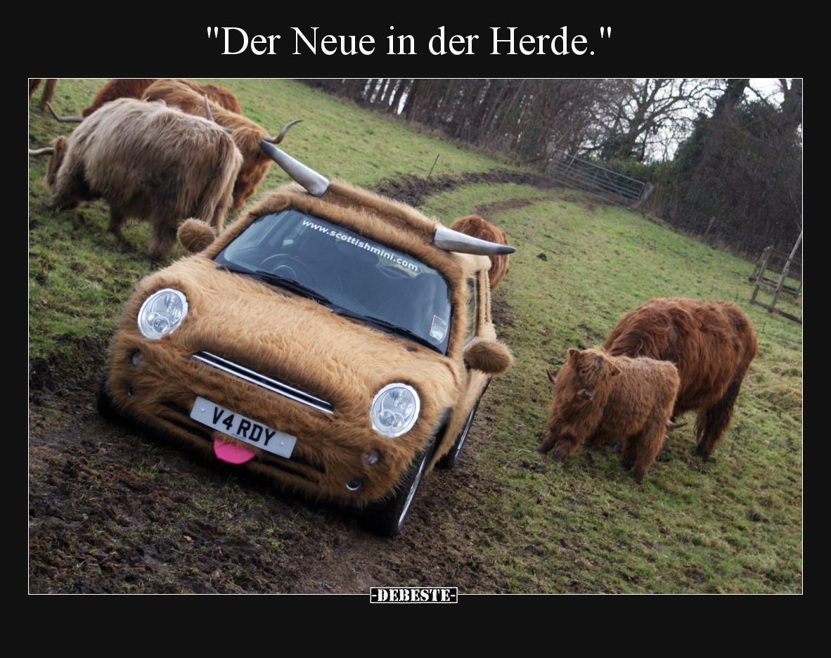 Der Neue in der Herde