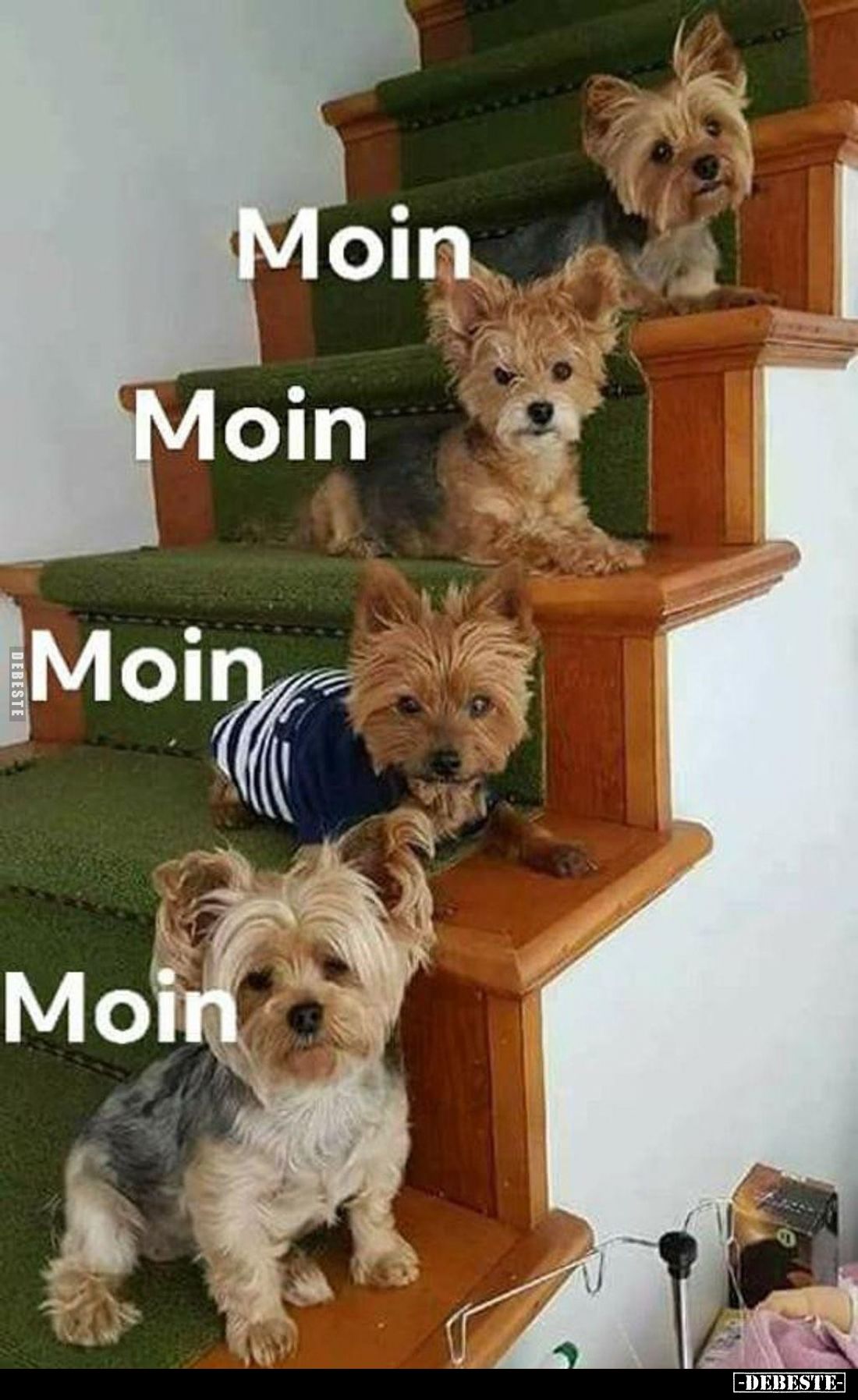 Moin, moin, moin!
