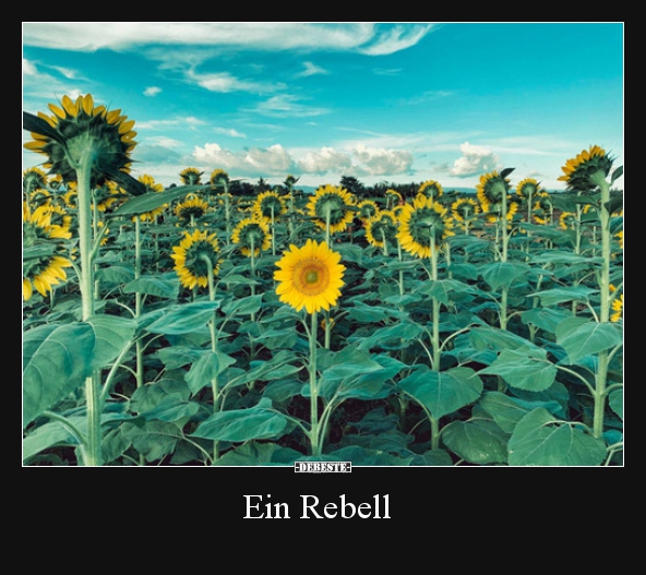 Ein Rebell..