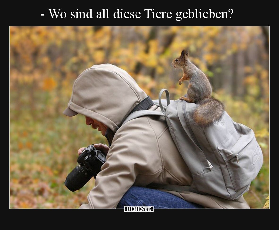 - Wo sind all diese Tiere geblieben?