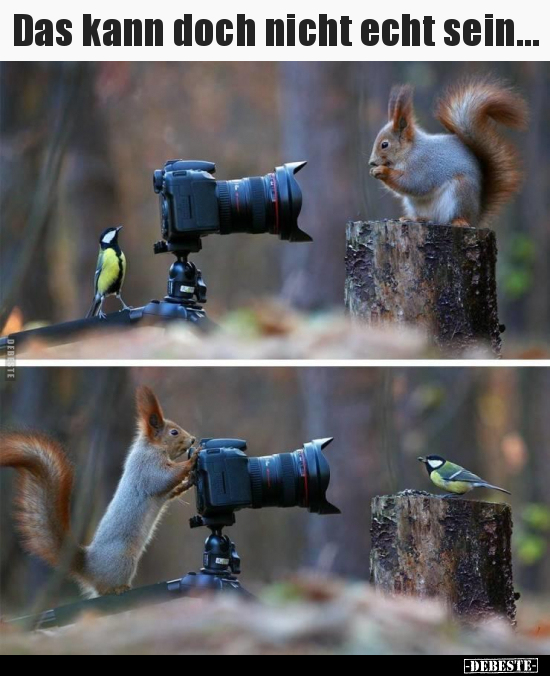 Das kann doch nicht echt sein...