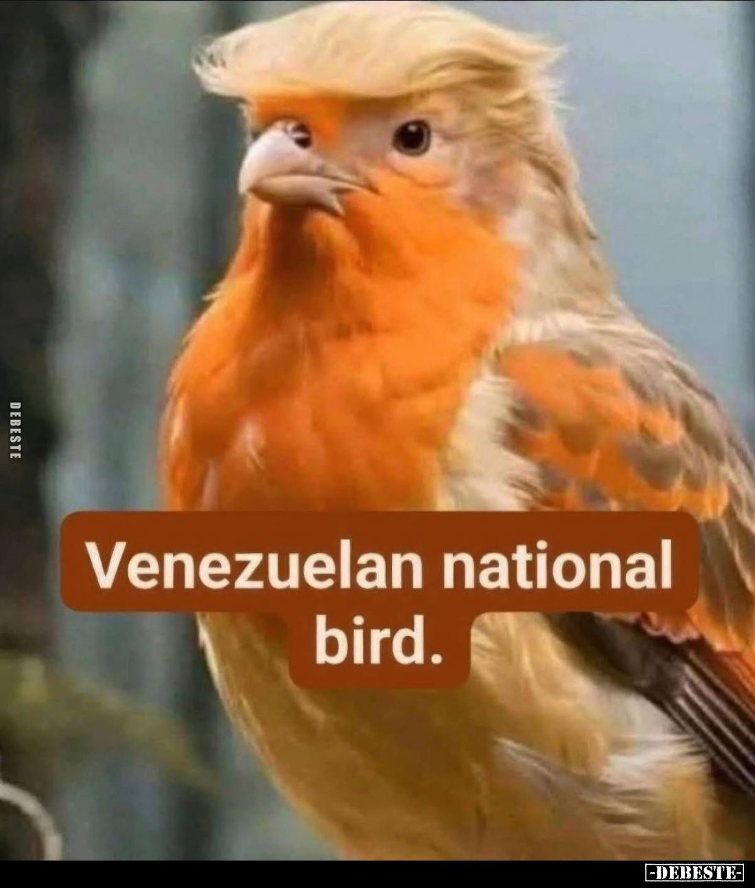 Venezuelan national bird.