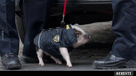  - Lustige Bilder | DEBESTE.de