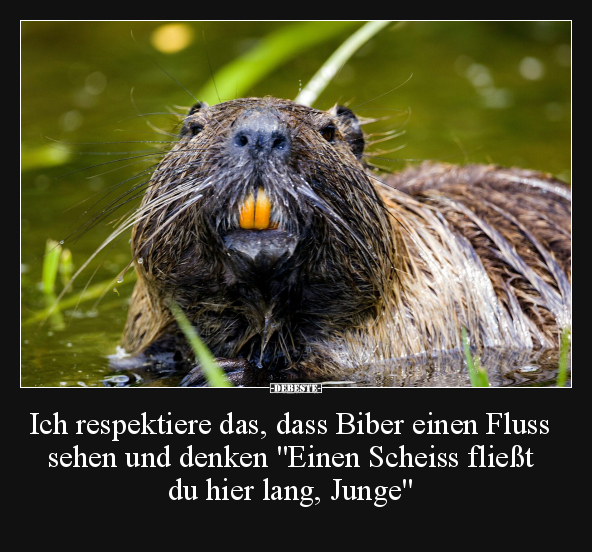 Ich respektiere das, dass Biber einen Fluss sehen.. - Lustige Bilder | DEBESTE.de