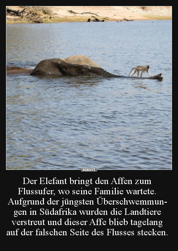 Der Elefant bringt den Affen zum Flussufer, wo seine.. - Lustige Bilder | DEBESTE.de