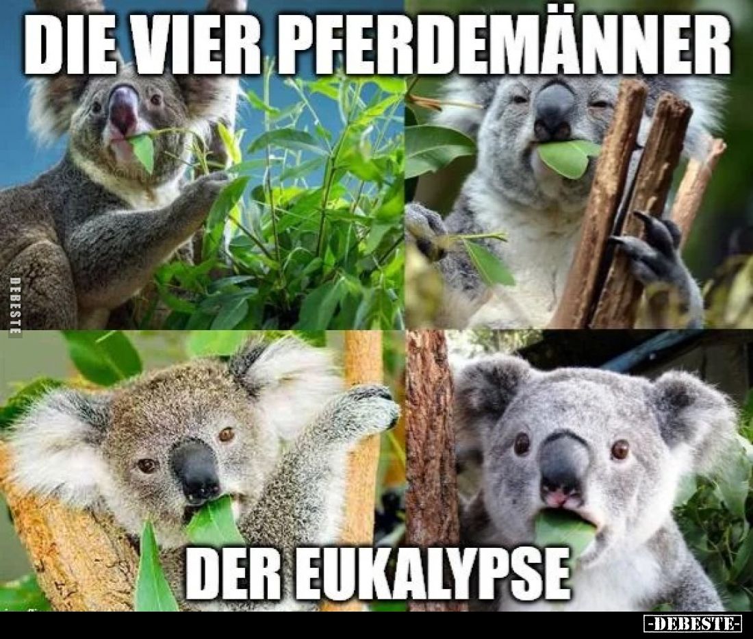 Die vier Pferdemänner
der Eukalypse.