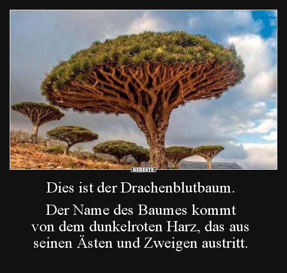 Dies ist der Drachenblutbaum. Der Name des Baumes kommt..