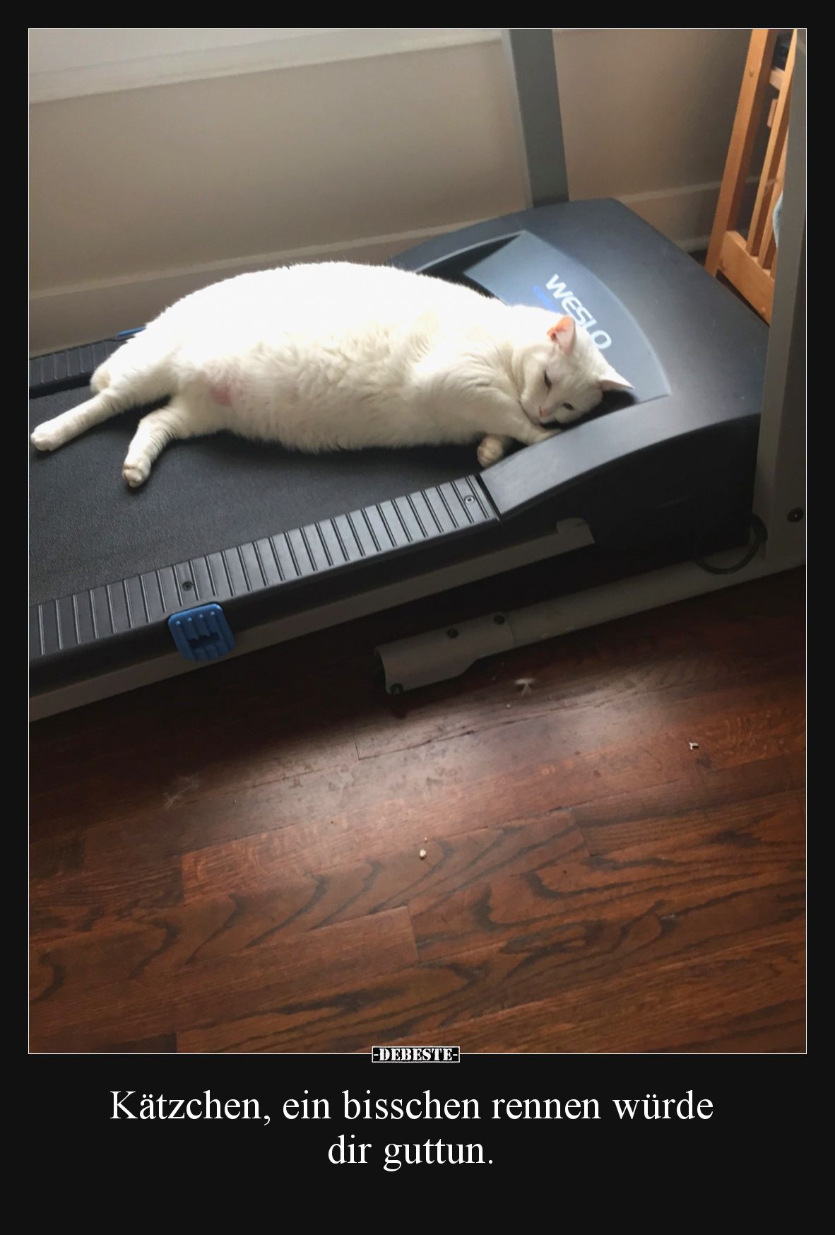 Kätzchen, ein bisschen rennen würde dir guttun.