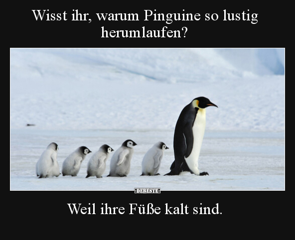 Wisst ihr, warum Pinguine so lustig herumlaufen? Weil ihre.. - Lustige Bilder | DEBESTE.de