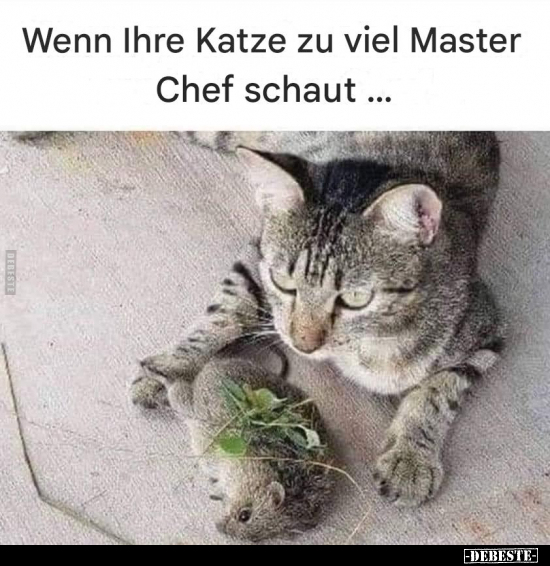 Wenn Ihre Katze zu viel Master Chef schaut... - Lustige Bilder | DEBESTE.de