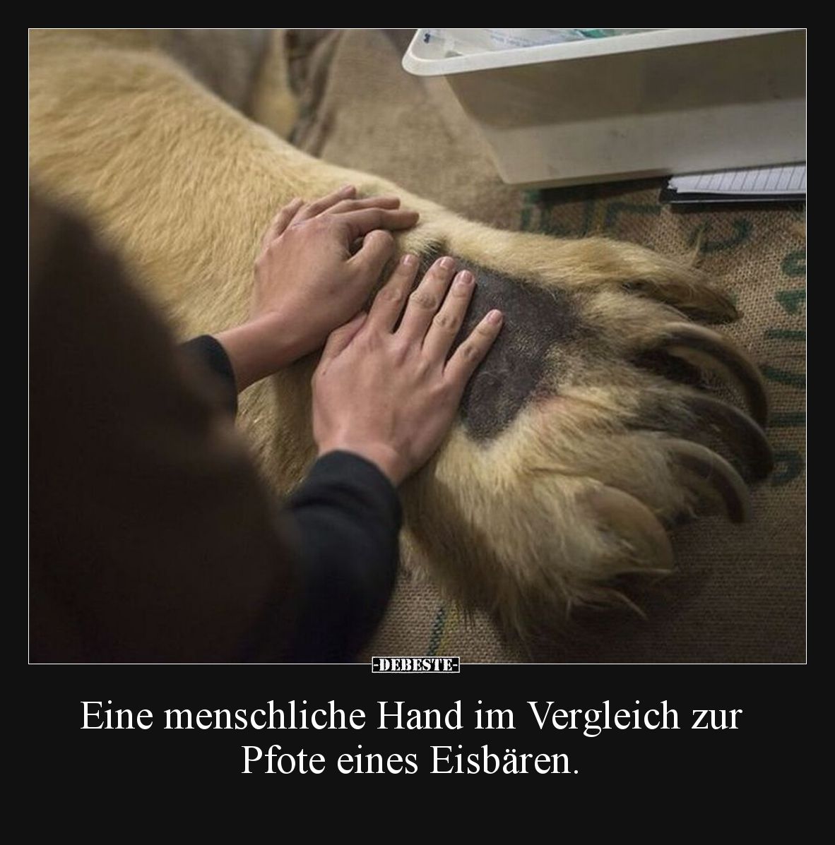 Eine menschliche Hand im Vergleich zur Pfote eines Eisbären.