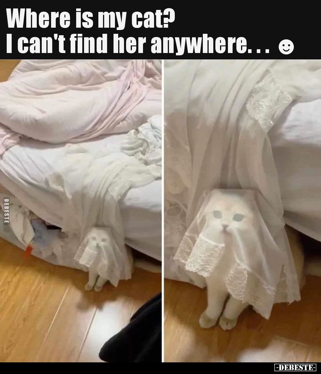 Where is my cat? I can't find her anywhere...