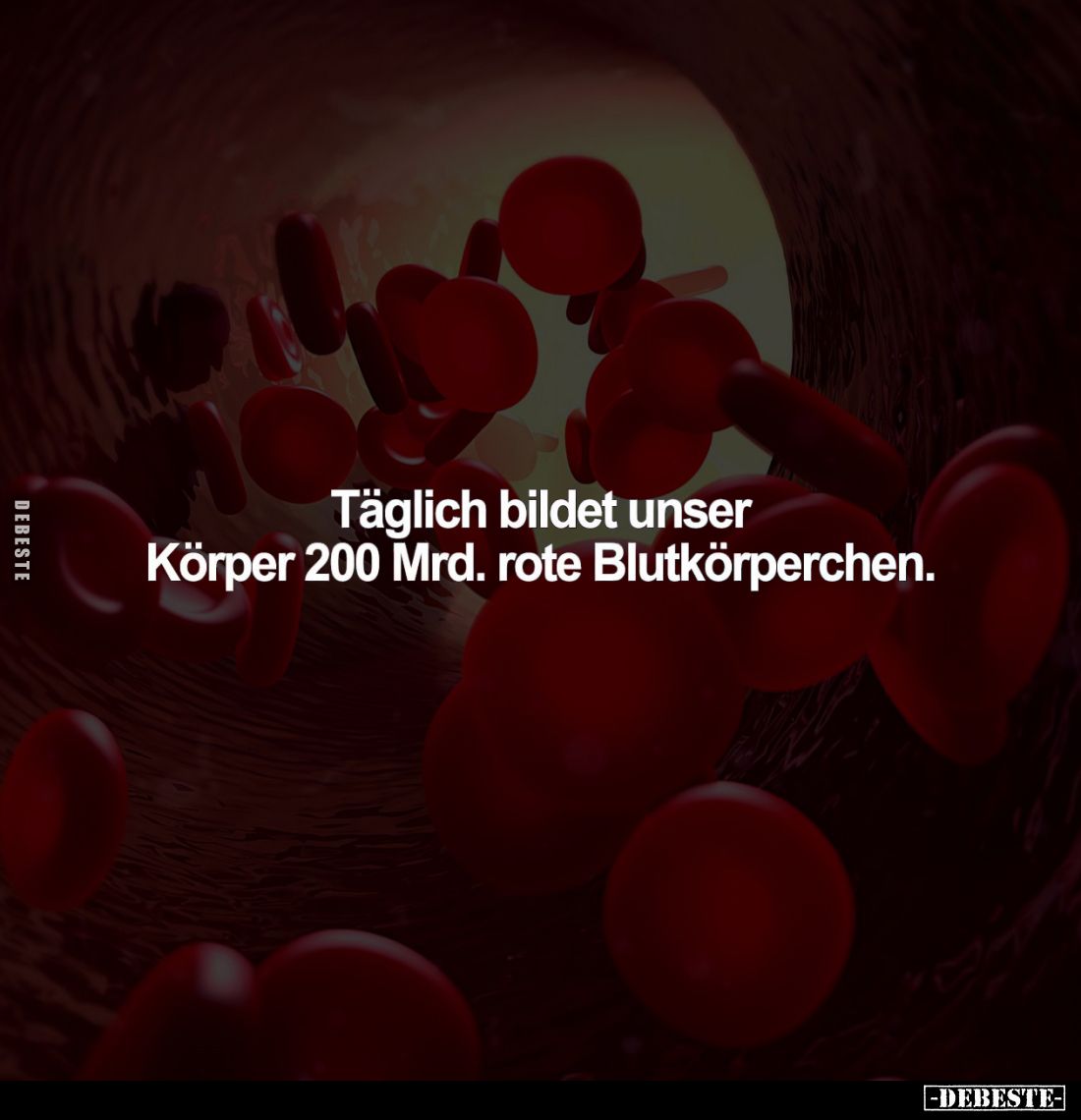 Täglich bildet unser Körper 200 Mrd. rote Blutkörperchen.