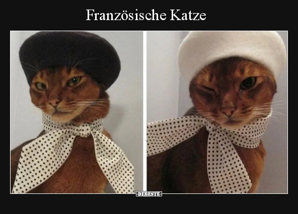 Katzen