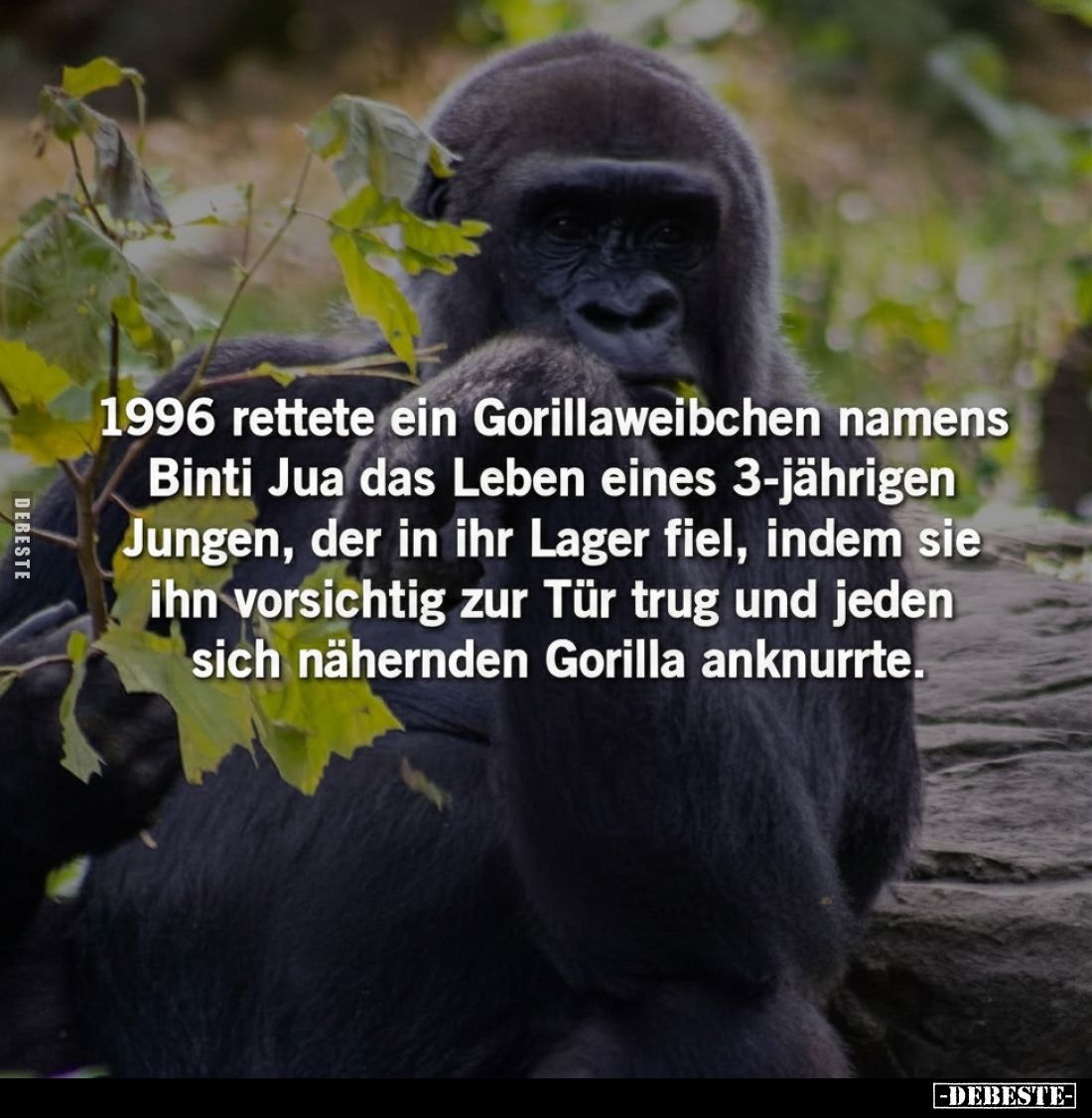 1996 rettete ein Gorillaweibchen namens Binti Jua das Leben.. - Lustige Bilder | DEBESTE.de
