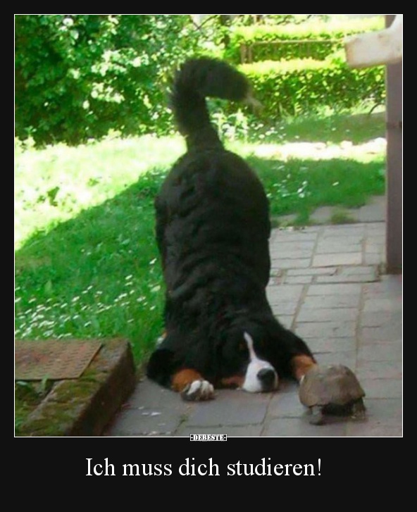 Ich muss dich studieren!