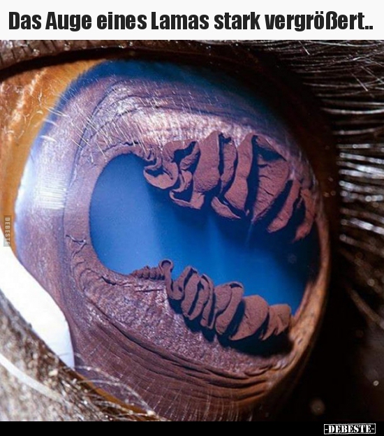 Das Auge eines Lamas stark vergrößert.. - Lustige Bilder | DEBESTE.de
