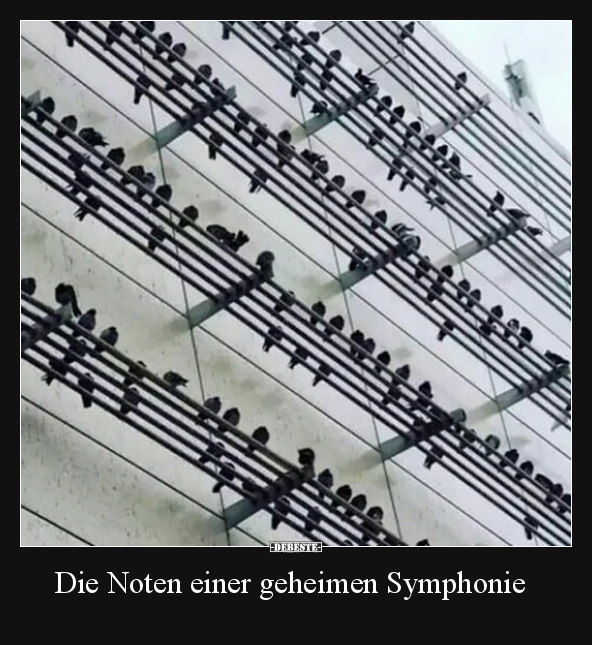 Die Noten einer geheimen Symphonie.. - Lustige Bilder | DEBESTE.de