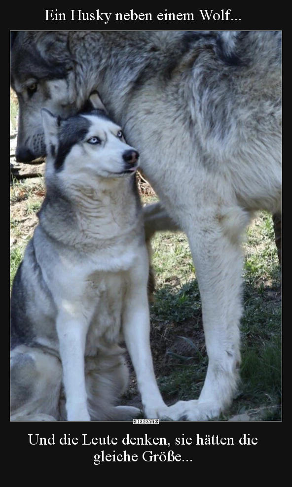 Ein Husky neben einem Wolf... - Lustige Bilder | DEBESTE.de