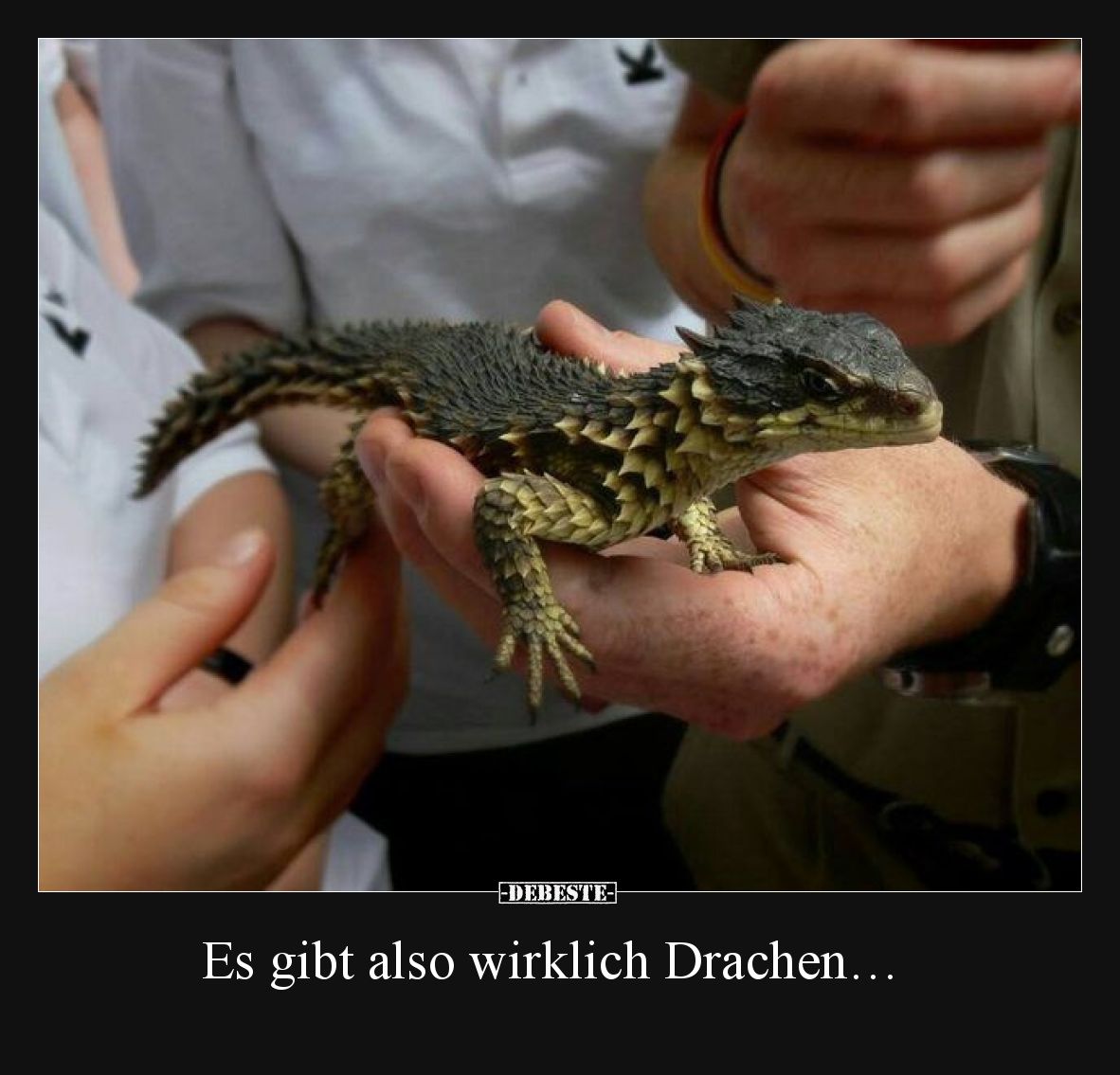 Es gibt also wirklich Drachen…