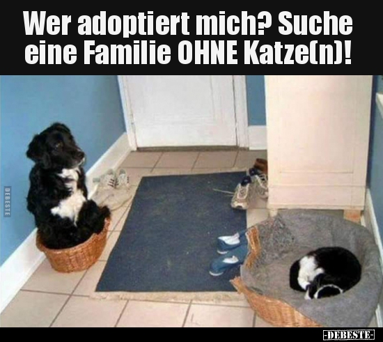 Wer adoptiert mich? Suche eine Familie OHNE Katze(n)!.. - Lustige Bilder | DEBESTE.de