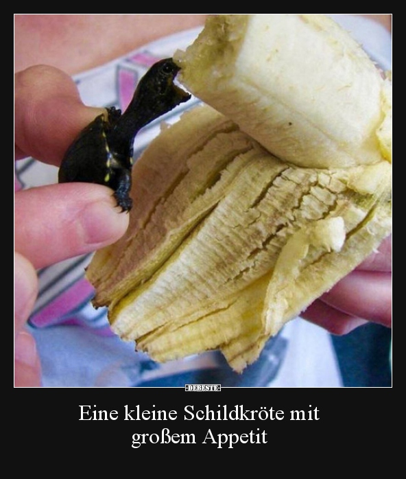 Eine kleine Schildkröte mit großem Appetit.. - Lustige Bilder | DEBESTE.de