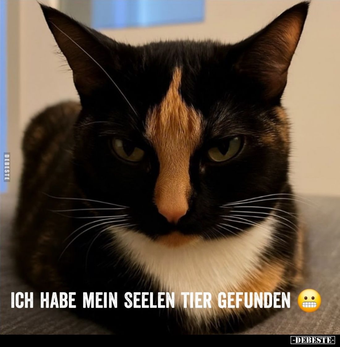 Ich habe mein Seelentier gefunden