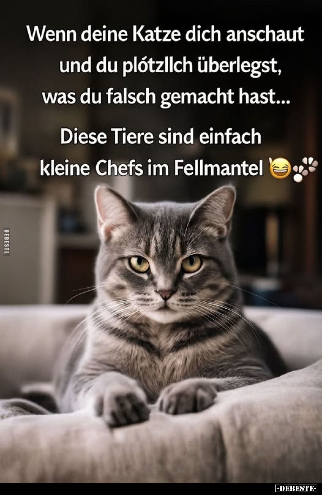 Wenn deine Katze dich anschaut und du plötzlich überlegst, was du falsch gemacht hast...
Diese Tiere sind einfach kleine Che...