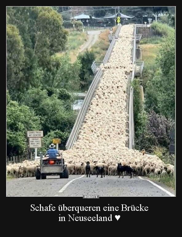 Schafe überqueren eine Brücke in Neuseeland.. - Lustige Bilder | DEBESTE.de