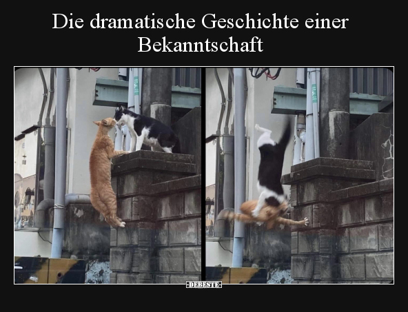 Die dramatische Geschichte einer Bekanntschaft.. - Lustige Bilder | DEBESTE.de