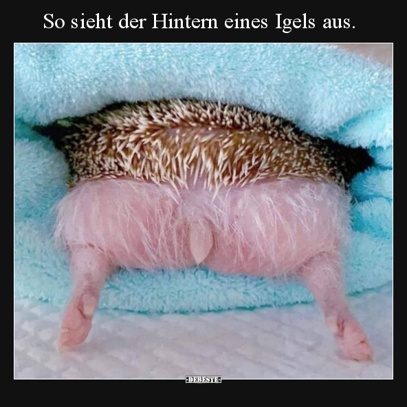 So sieht der Hintern eines Igels aus.. - Lustige Bilder | DEBESTE.de