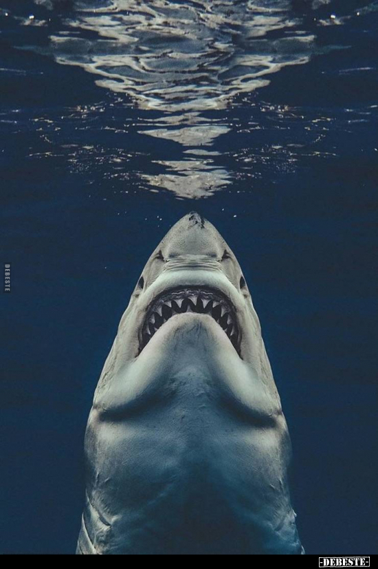  - Lustige Bilder | DEBESTE.de