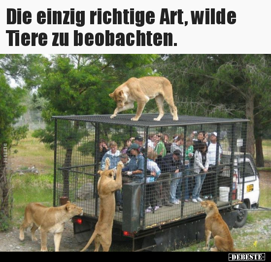 Die einzig richtige Art, wilde Tiere zu beobachten... - Lustige Bilder | DEBESTE.de