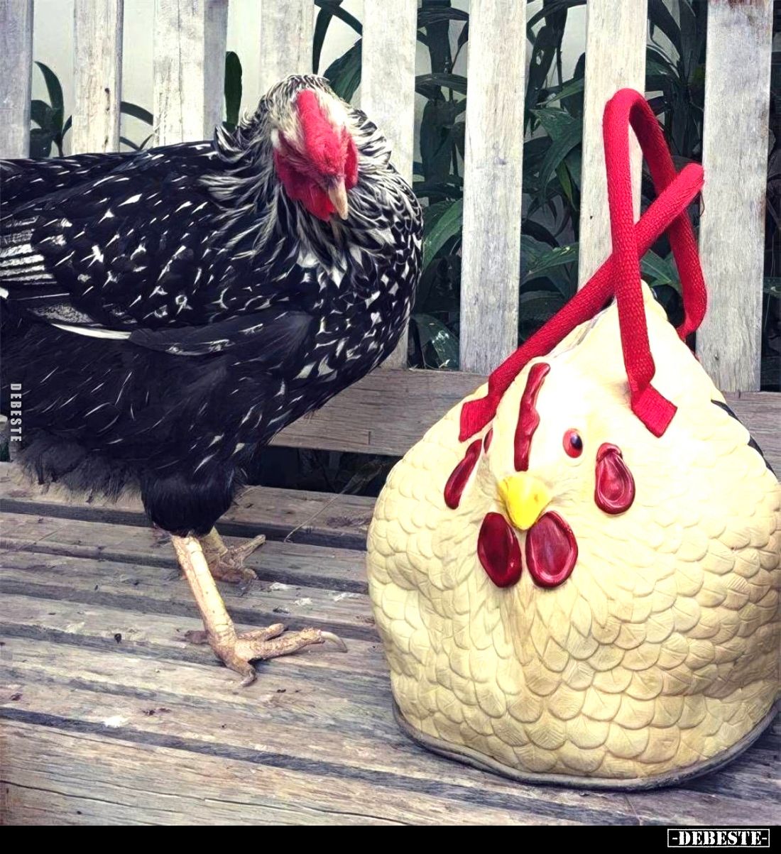  - Lustige Bilder | DEBESTE.de