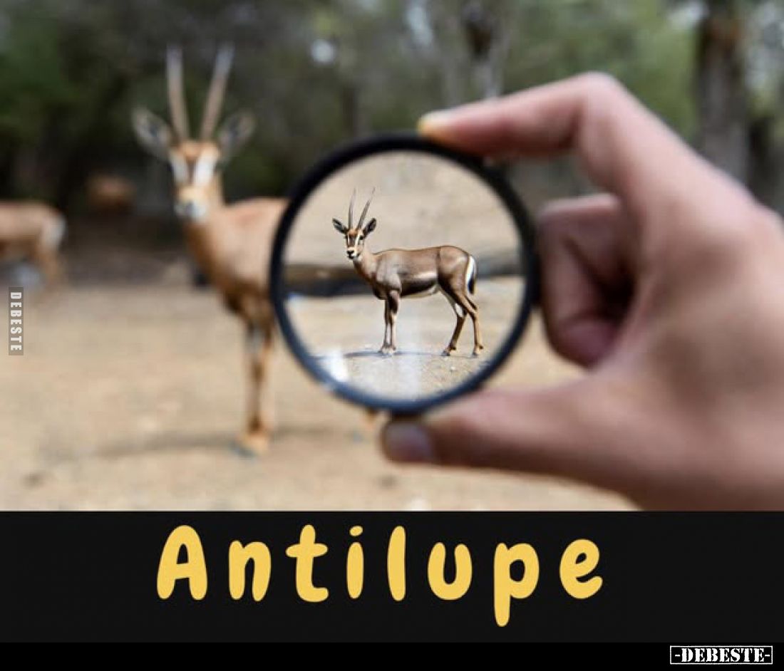 Antilupe.