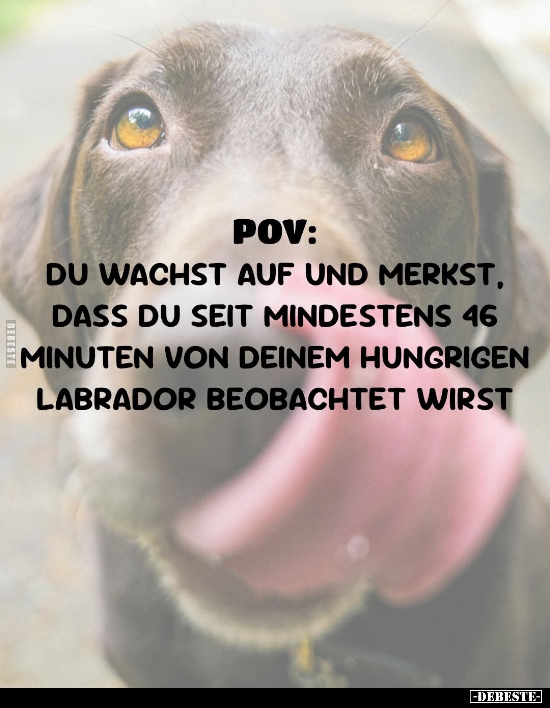 POV:
Du wachst auf und merkst,
dass du seit mindestens 46
Minuten von deinem hungrigen
Labrador beobachtet wirst.