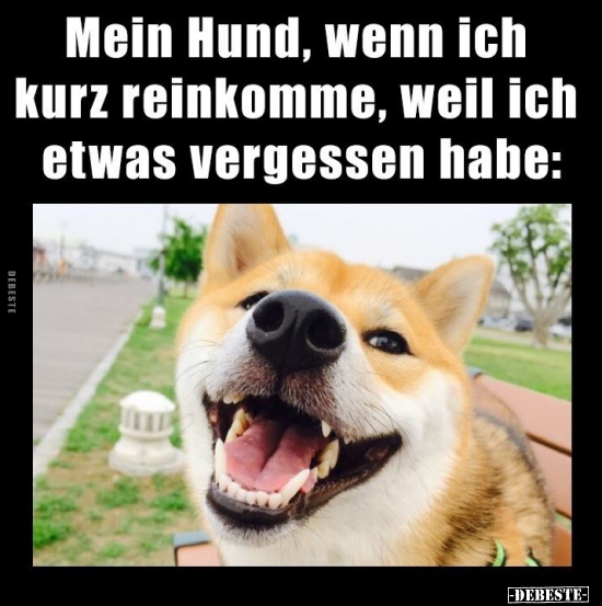 Mein Hund, wenn ich kurz reinkomme, weil ich etwas.. - Lustige Bilder | DEBESTE.de