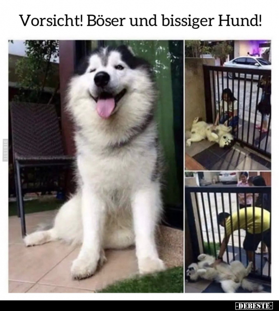 Vorsicht! Böser und bissiger Hund!.. - Lustige Bilder | DEBESTE.de