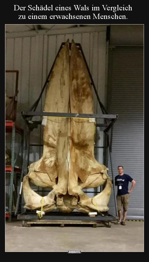 Der Schädel eines Wals im Vergleich zu einem erwachsenen..