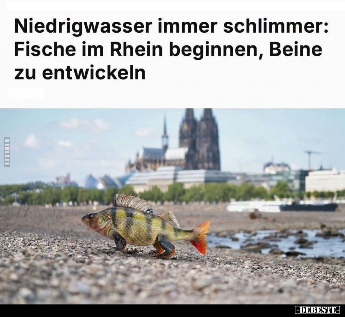 Niedrigwasser immer schlimmer: Fische im Rhein beginnen, Beine zu entwickeln.