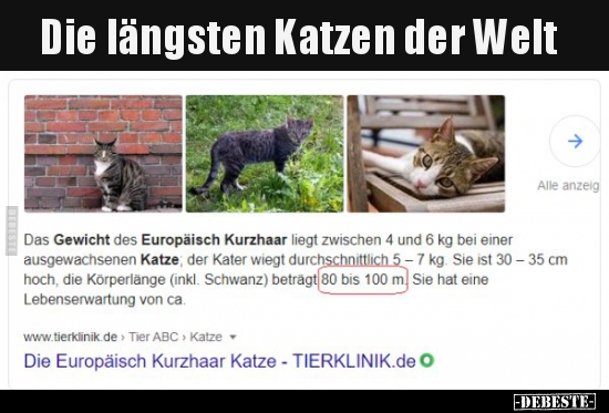 Die längsten Katzen der Welt.. - Lustige Bilder | DEBESTE.de