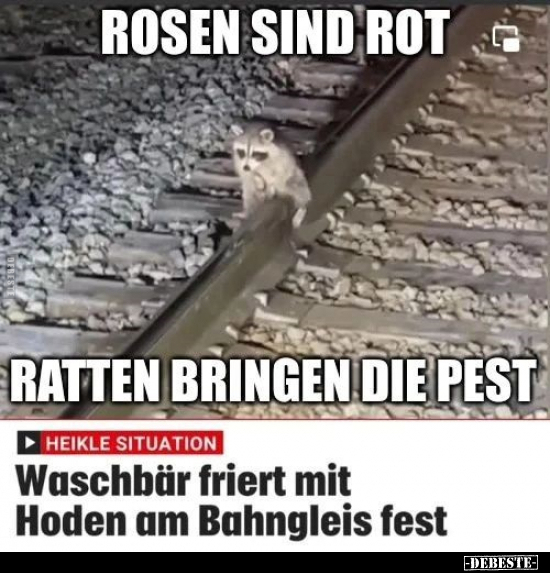 Rosen sind rot, Ratten bringen die Pest.. - Lustige Bilder | DEBESTE.de
