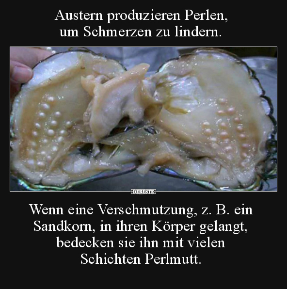 Austern produzieren Perlen, um Schmerzen zu lindern... - Lustige Bilder | DEBESTE.de