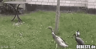 Macht ihr sichtlich Spaß..