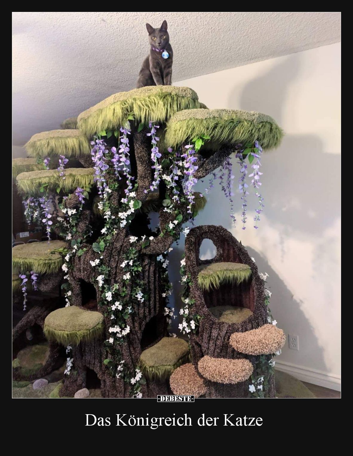 Das Königreich der Katze