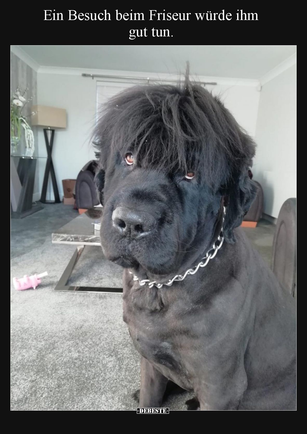 Ein Besuch beim Friseur würde ihm gut tun.