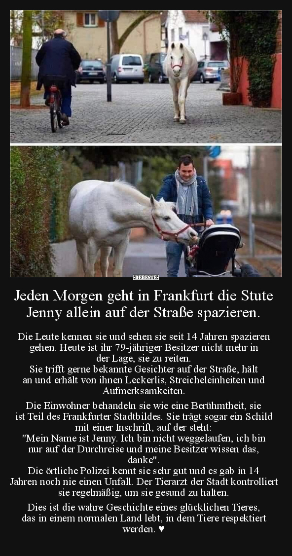 Jeden Morgen geht in Frankfurt die Stute Jenny allein auf.. - Lustige Bilder | DEBESTE.de
