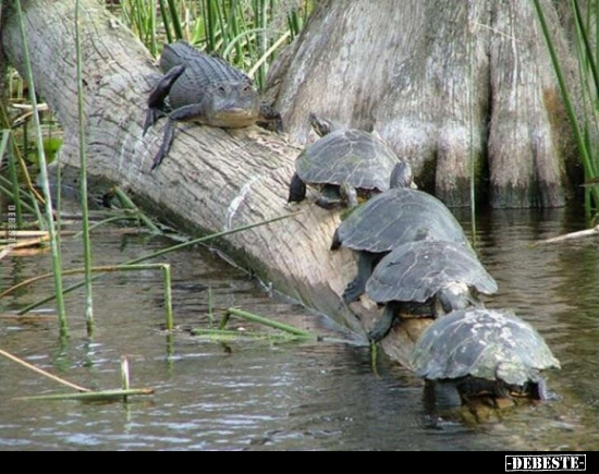  - Lustige Bilder | DEBESTE.de