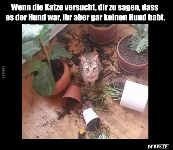 Wenn die Katze versucht, dir zu sagen, dass es der Hund war, ihr aber gar keinen Hund habt.