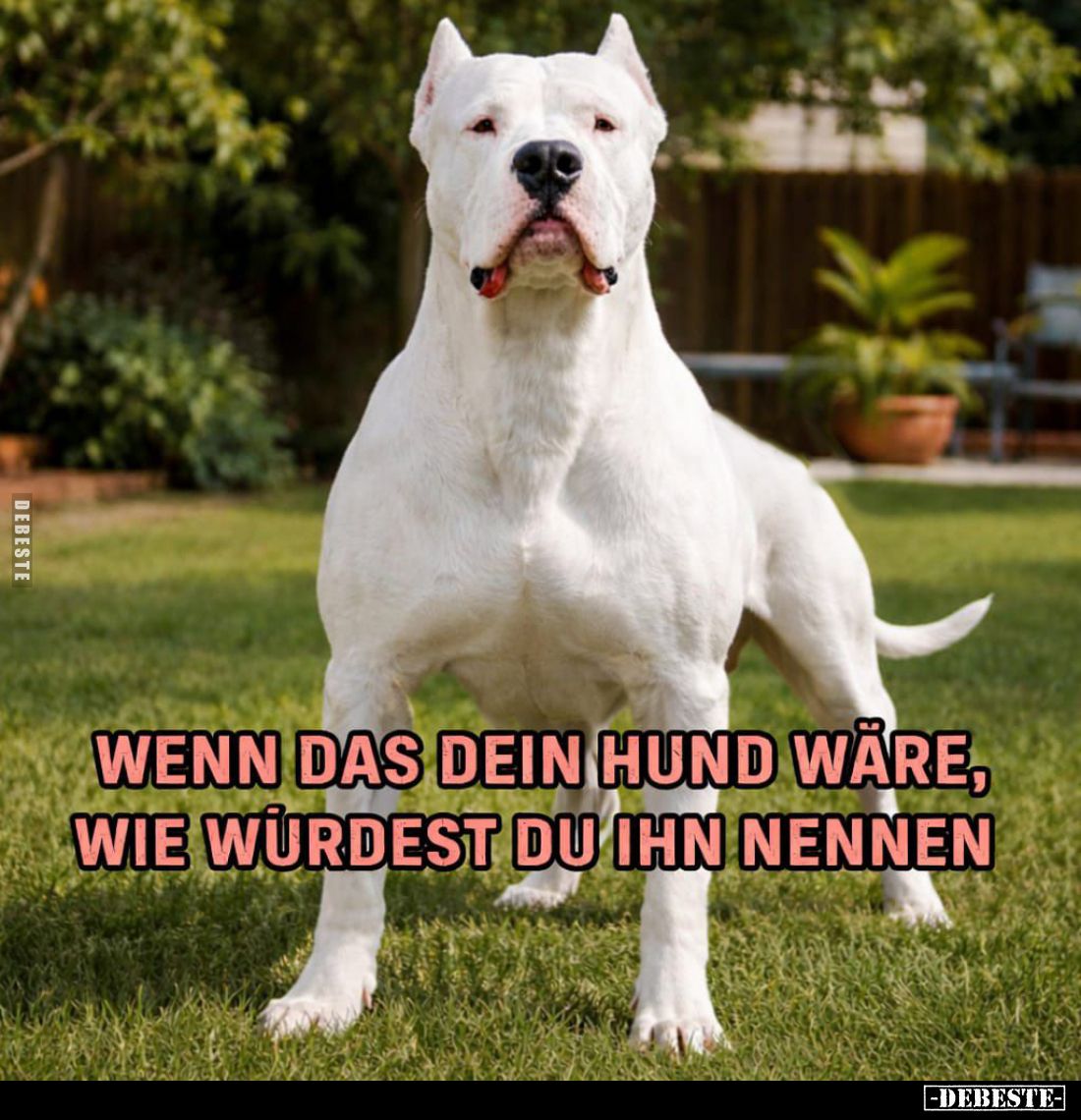 Wenn das dein Hund wäre, wie wurdest du ihn nennen.